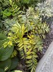 Plant name: Jacob's Ladder Polemonium pulcherrima cv. Golden Feathers